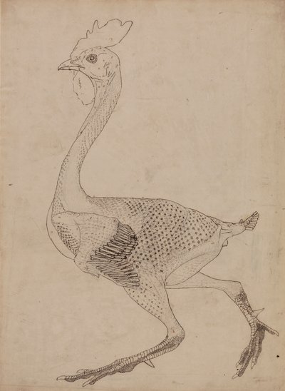 家禽の体、横から見た図 (表 X のキー数値のスタディ) 作： George Stubbs