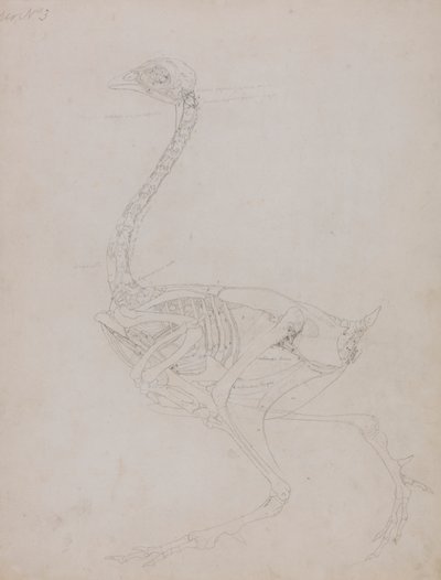家禽の体、側面図 作： George Stubbs