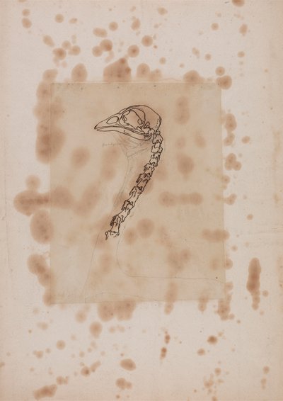 家禽の頭と首、側面図 作： George Stubbs