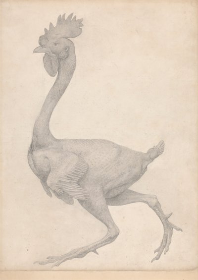 Ave, vista lateral com a maioria das penas removidas (estudo finalizado para a tabela X) 作： George Stubbs