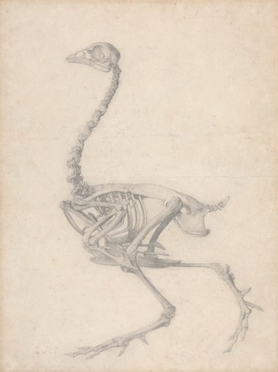 家禽の骨格、側面図 (表 V の完成した研究) 作： George Stubbs