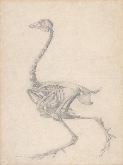 鶏の骨格、側面図（表Vの終了した調査） 作： George Stubbs