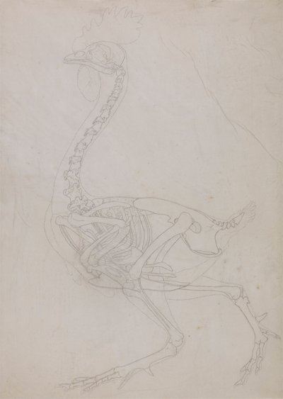 鶏の骨格 側面図（外形図） 作： George Stubbs