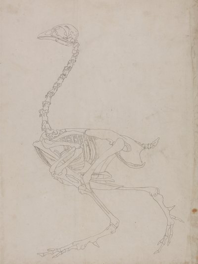 家禽の骨格、側面図（骨格の概要図） 作： George Stubbs