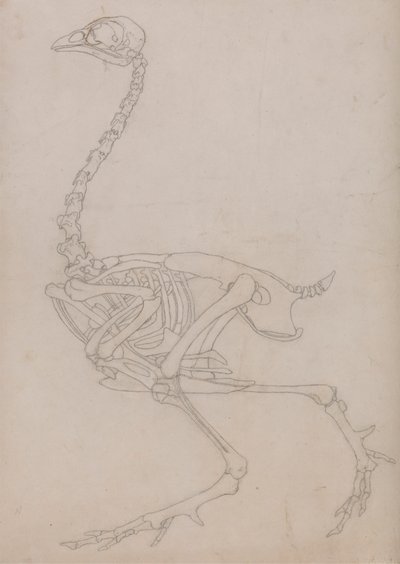 Fowl Skeleton, Lateral View (Outline drawing of the skeleton prepared for the key figure to Table V)   1434674   ja       japanese Successfully Translated  Original: Britomart and Artegall, Stories from the Faerie Queen published by George Harrap and Compa 作： George Stubbs