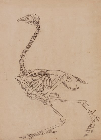 家禽の骨格、横から見た図 (表 V のキー フィギュアのスタディ) 作： George Stubbs