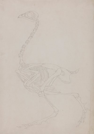 Kanan luuranko, sivunäkymä 作： George Stubbs