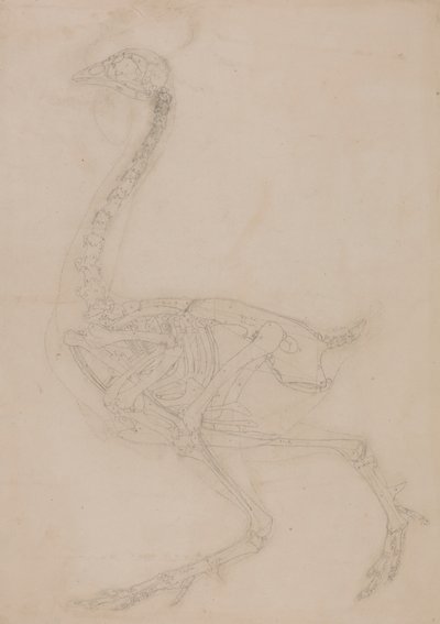 家禽の骨格、側面図 作： George Stubbs