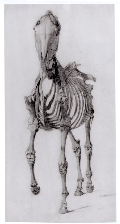 馬の骨格の正面図、1766年の馬の解剖学からの研究No. 10 作： George Stubbs