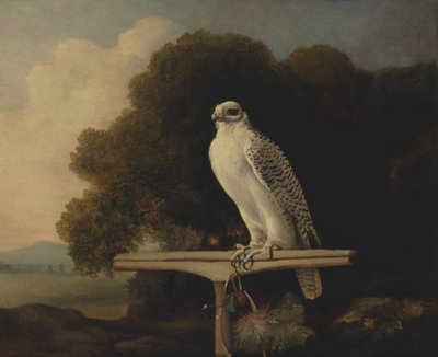 グリーンランド ファルコン、ジャイル ファルコン、1780 年。 作： George Stubbs