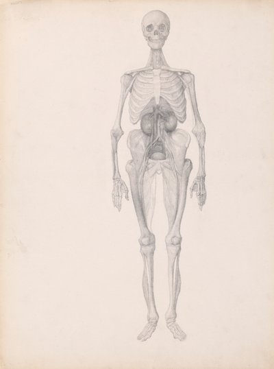 人間の姿、正面図 (解剖の最終段階の研究終了) 作： George Stubbs