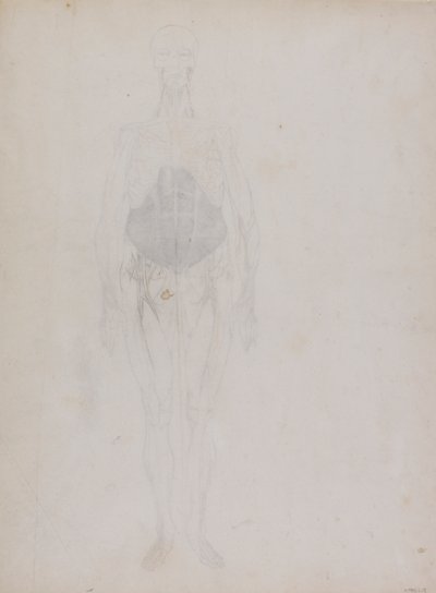 人間の姿、正面図 (大部分はアウトライン) 作： George Stubbs