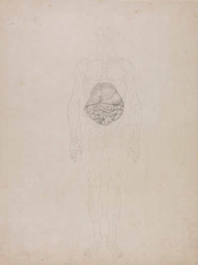 人体正面図（外形図） 作： George Stubbs