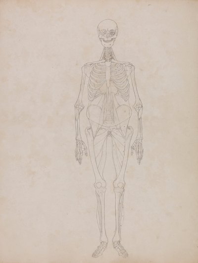 Ihmishahmo, etunäkymä (ääriviiva) 作： George Stubbs
