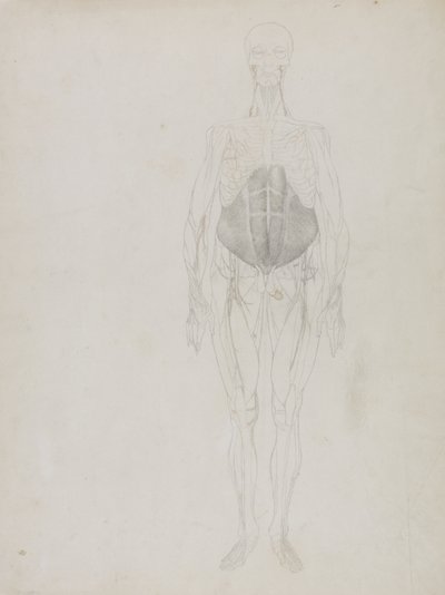 人間の姿、正面図、「人体の構造とトラや一般的な鳥の構造の比較解剖学的説明」から 作： George Stubbs