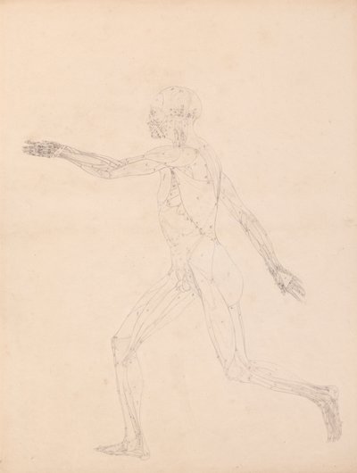 人体図、側面図 (表 XIII の主要図用) 作： George Stubbs