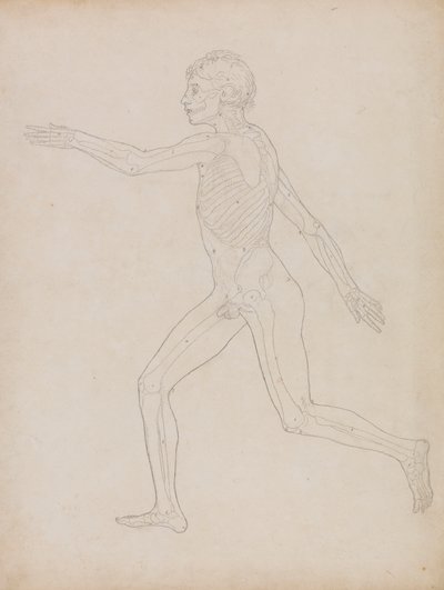人間の姿、側面図 作： George Stubbs