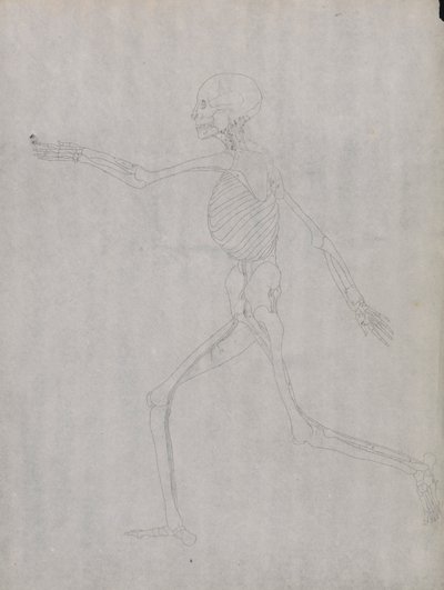 人間の姿、側面図 作： George Stubbs