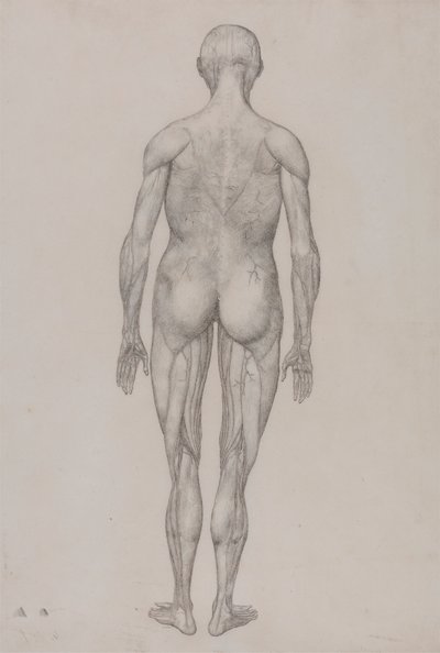 人物像、後面図 (表 XII の完成図とほぼ同じ) 作： George Stubbs