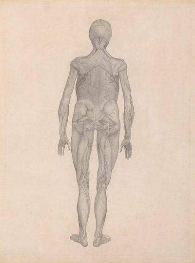 人間の姿、後面図 (未発表のプレートの完成した研究) 作： George Stubbs