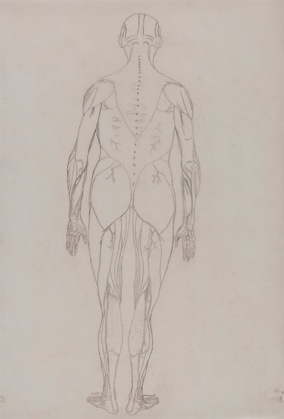 人物像、後面図 (表 XII の主要人物の外形図) 作： George Stubbs