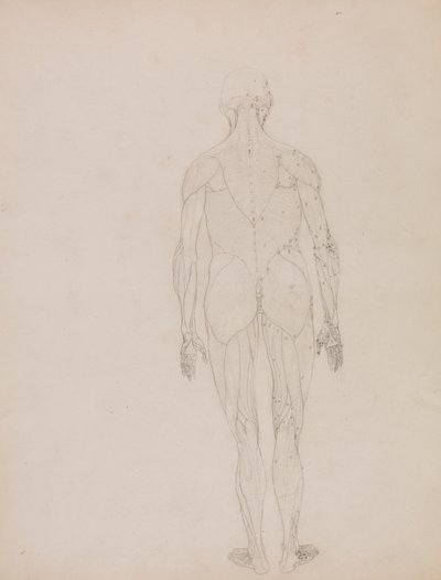 人物像、後面図 (表 XII の主要図の概要図) 作： George Stubbs