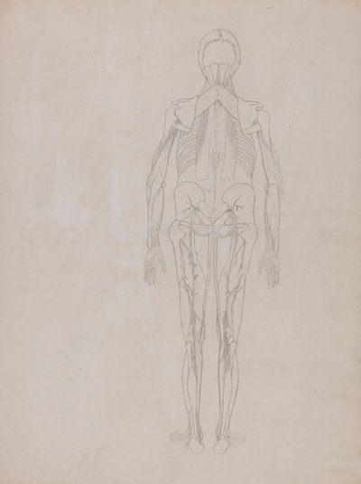 Ihmishahmo, takanäkymä (julkaisemattoman levyn avainhahmon ääriviivapiirros) 作： George Stubbs