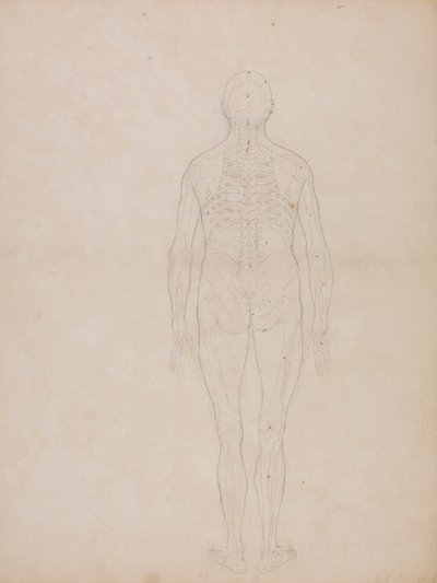 Figura Humana, Vista Posterior 作： George Stubbs