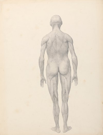 人間の姿、後面図、部分的に解剖 (表 XII の完成した研究) 作： George Stubbs