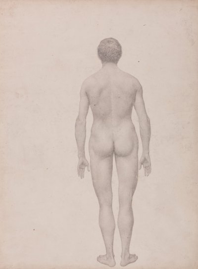 人間の姿、後面像、未解剖 (表 VII の研究終了) 作： George Stubbs