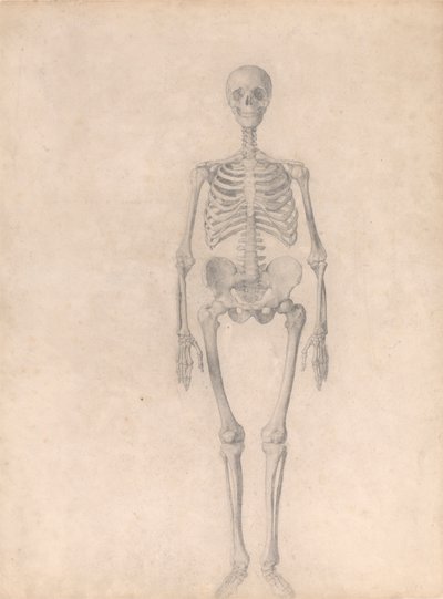 Ihmisen luuranko, etunäkymä (valmistunut tutkimus taulukosta I) 作： George Stubbs