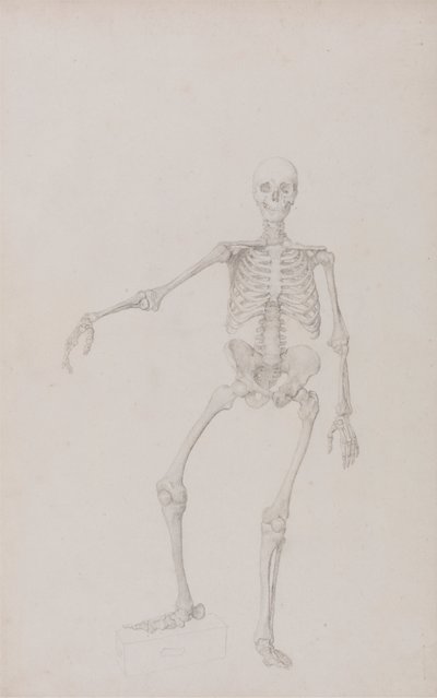 人間の骨格、正面図 (右腕を伸ばした状態、未発表の表の研究を終了) 作： George Stubbs