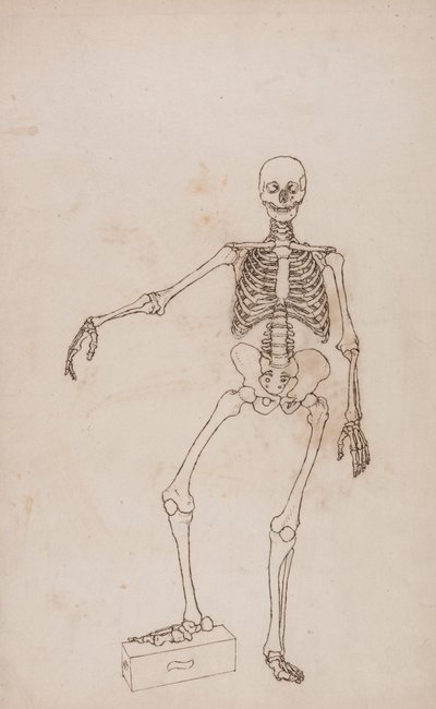 人間の骨格、前方ビュー 作： George Stubbs