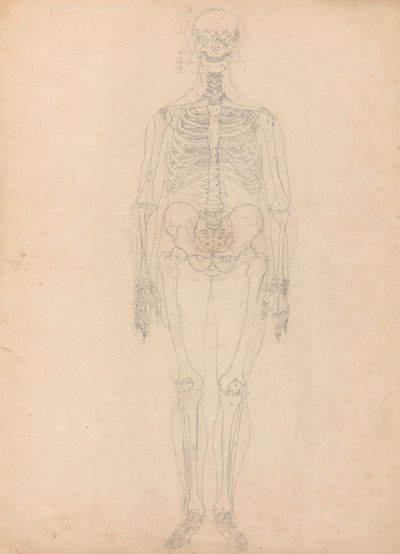 人間の骨格、前方ビュー 作： George Stubbs