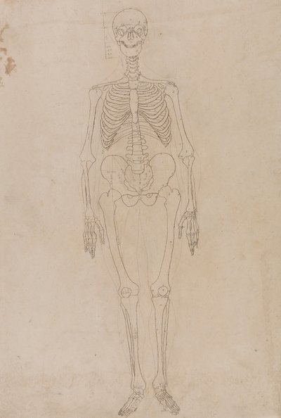 人間の骨格、前方ビュー 作： George Stubbs