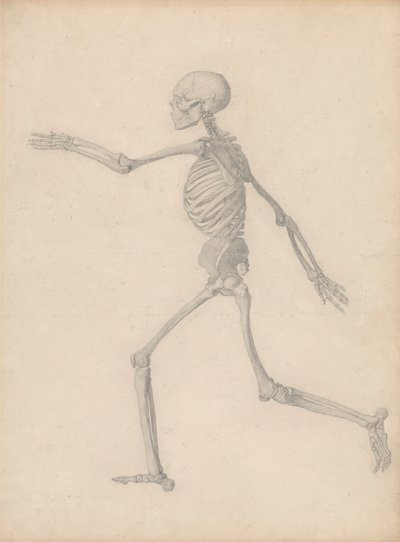 人間の骨格、側面図 (表 III の最終研究に近いが、詳細は異なる) 作： George Stubbs