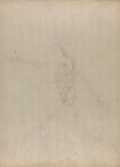 人間の骨格、側面図 (腹部の内臓を示す未発表の表のキー フィギュアの研究) 作： George Stubbs