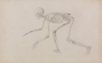 人間の骨格、横から見た図 (クロール姿勢で、未発表の表の研究を終了) 作： George Stubbs