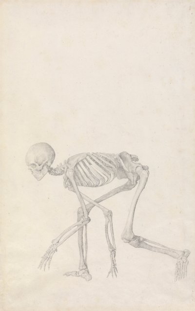 Human Skeleton, Lateral View (in Crouching Posture; finished study for an unpublished table)   1433806   ja       japanese Successfully Translated  Original: A Zuni Girl Translat: A Zuni Girl 1452087 ja japanese Successfully Translated Original: Spianata d 作： George Stubbs