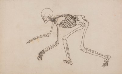 人間の骨格、側面図 作： George Stubbs