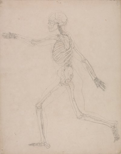 人間の骨格、側面図 作： George Stubbs