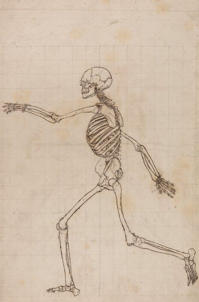 Esqueleto Humano, Vista Lateral 作： George Stubbs