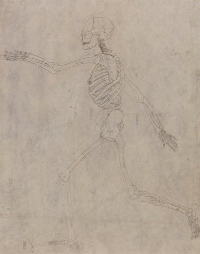 人間の骨格、側面図 作： George Stubbs