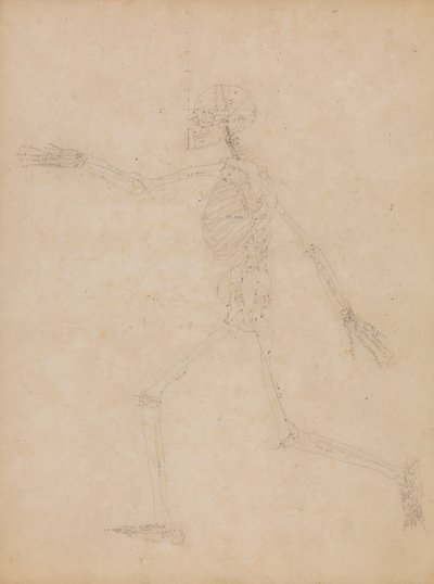 Human Skeleton, Lateral View   1434754   ja       japanese Successfully Translated  Original: Evening Banquet In The Peach And Plum Garden (ink, colour, gold on silk) Translat: Evening Banquet In The Peach And Plum Garden (ink, colour, gold on silk) 144942 作： George Stubbs