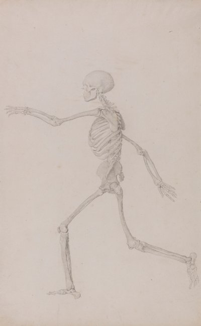 人間の骨格、左から見た側面図、走っている (表 III の研究終了) 作： George Stubbs