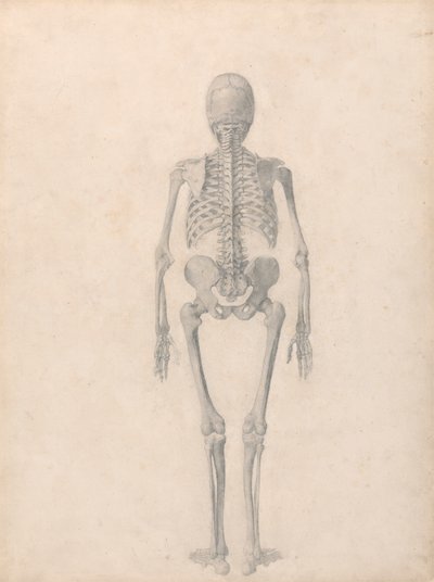 人間の骨格、後面図 (表 II の完成した研究) 作： George Stubbs