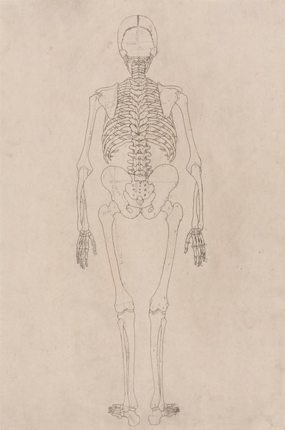 人間の骨格、後方図 (表 II に関連) 作： George Stubbs