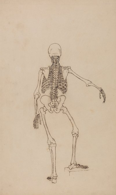 人間の骨格、後面図 作： George Stubbs