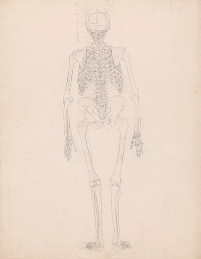人間の骨格、後面図 作： George Stubbs