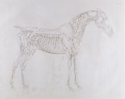 「馬の解剖学、骨、軟骨、筋肉の特定の説明を含む18の表」のイラスト、J。パーサー作、1766年 作： George Stubbs
